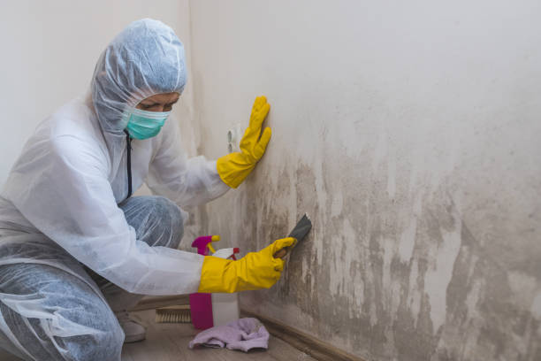 Mold Odor Removal Services