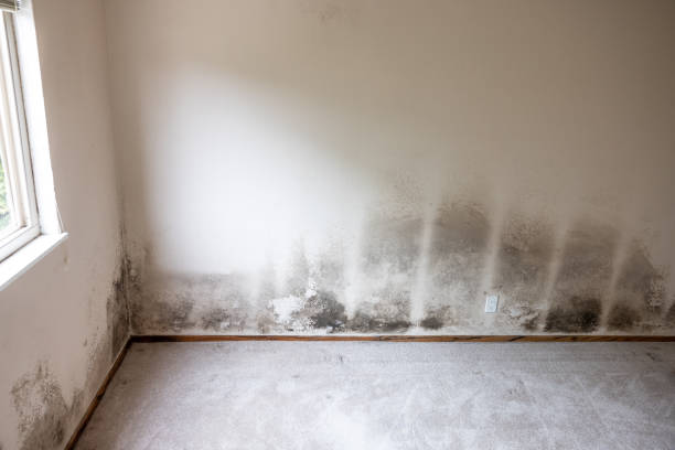 Best Mold Documentation for Insurance Claims  in Charlestown, IN