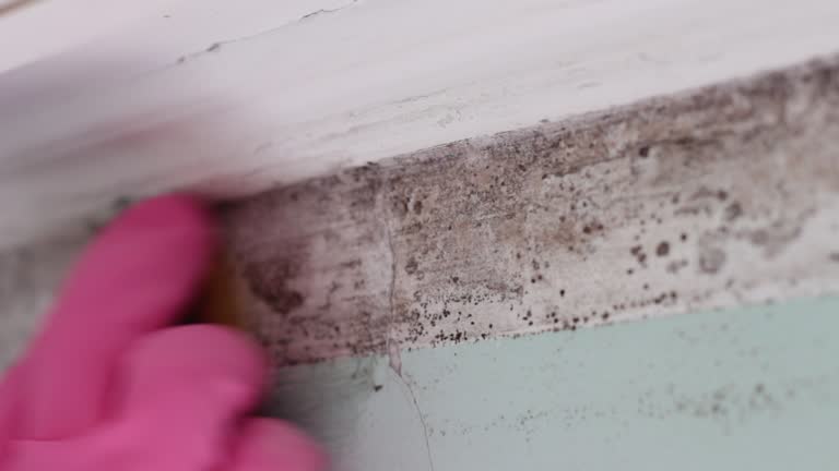 Professional Mold Removal in Charlestown, IN